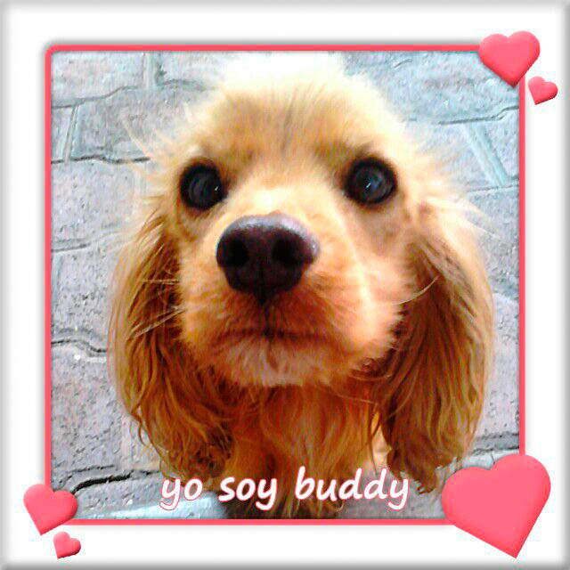 buddy