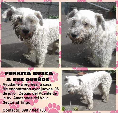 Perrita encontrada busca a su familia