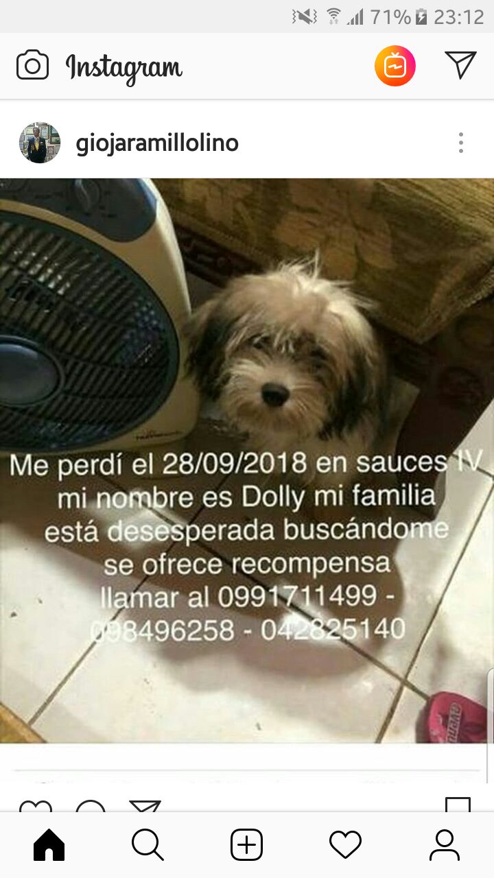 Dolly 