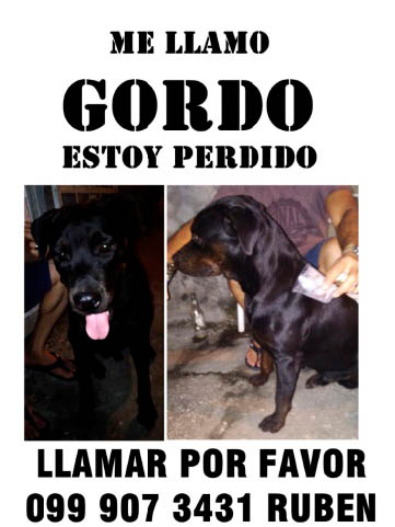 gordo