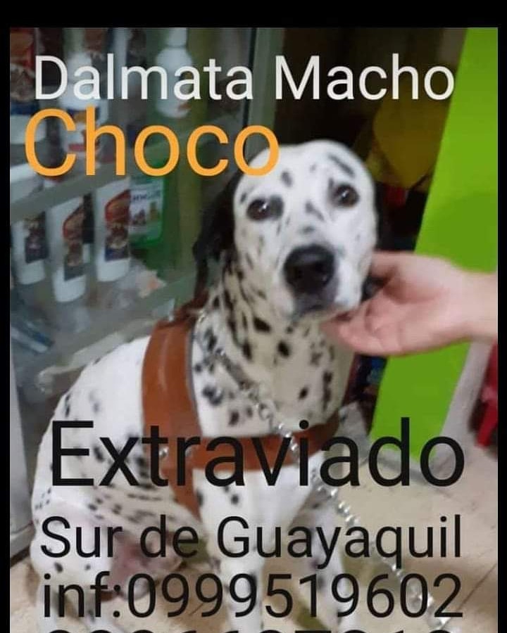 Choco