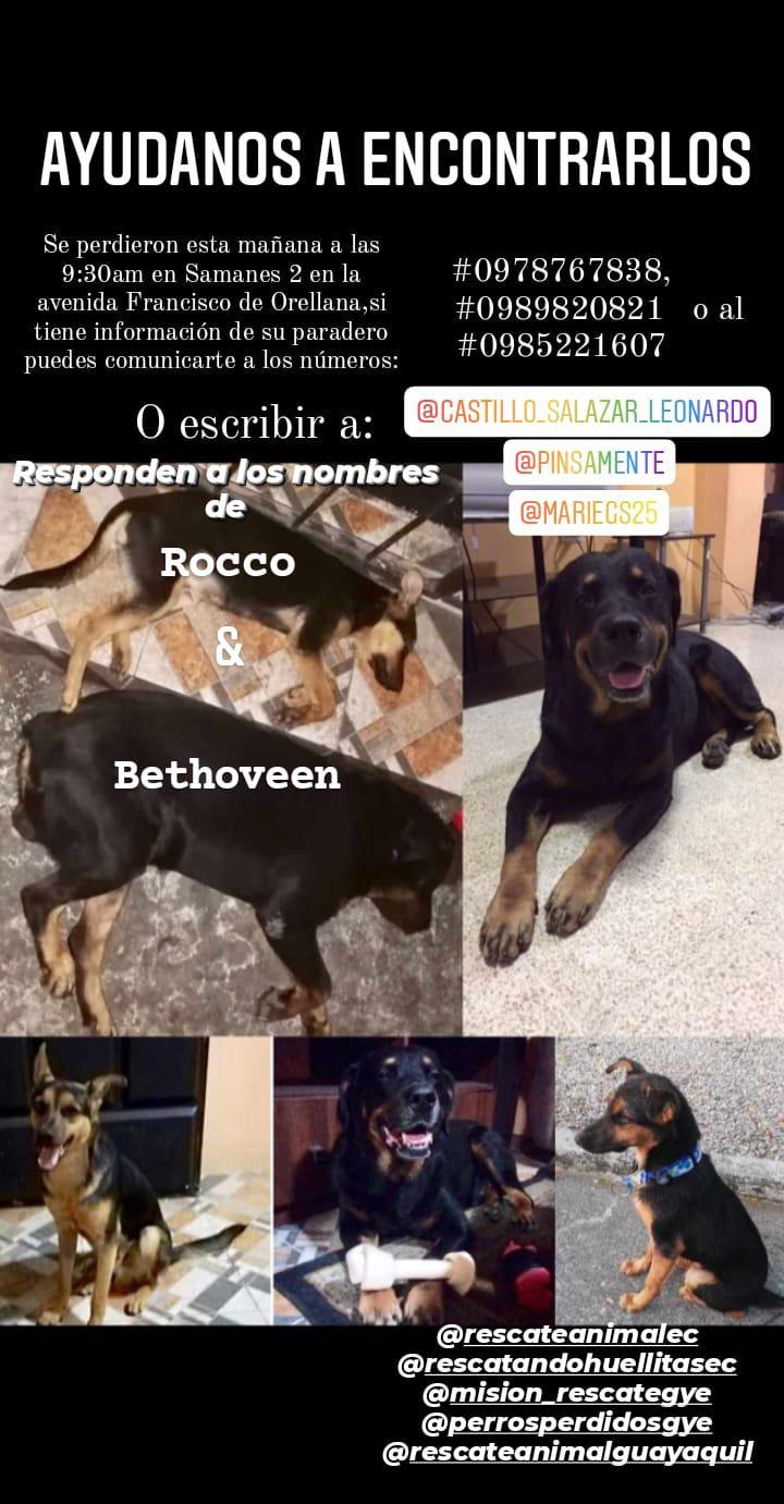 Bethoveen y Rocco