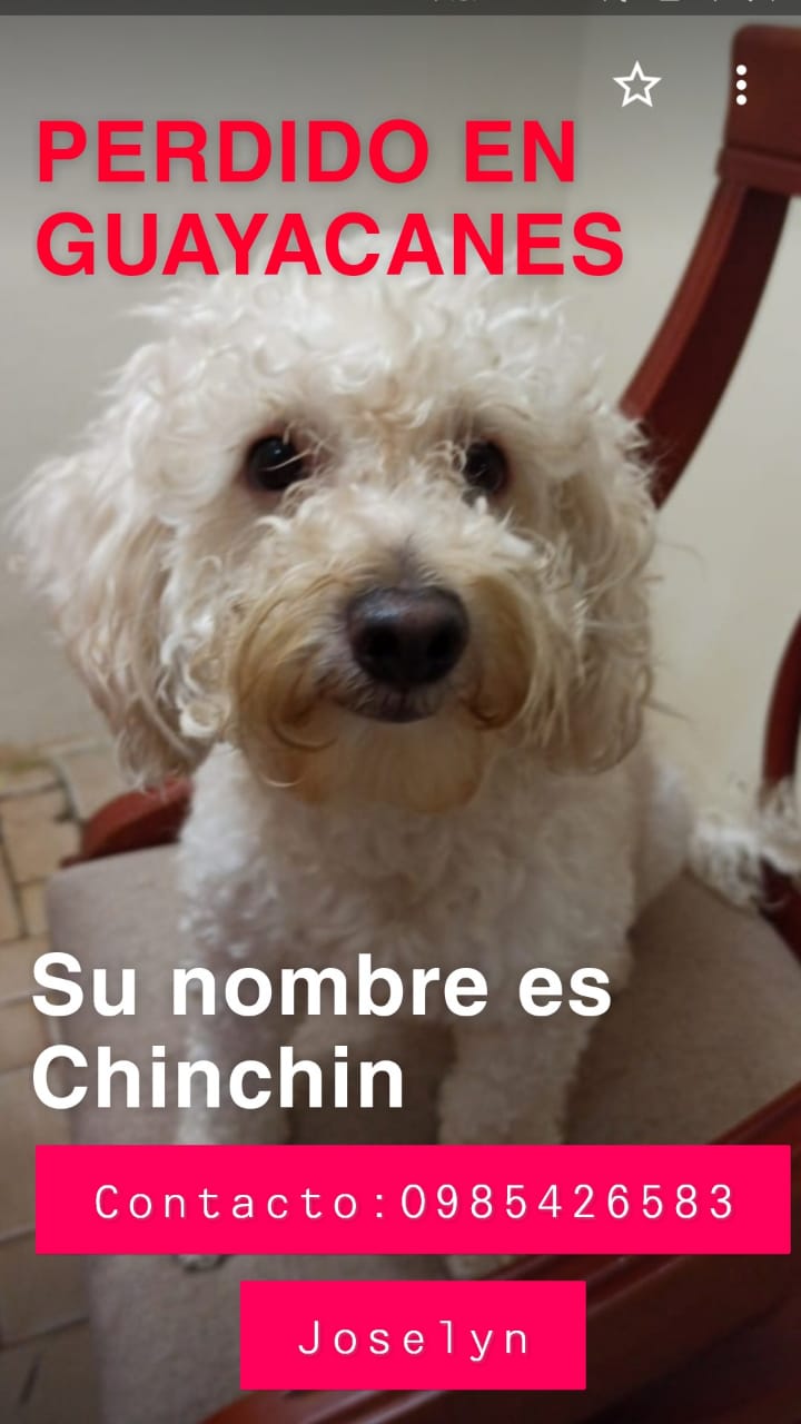 Chinchin