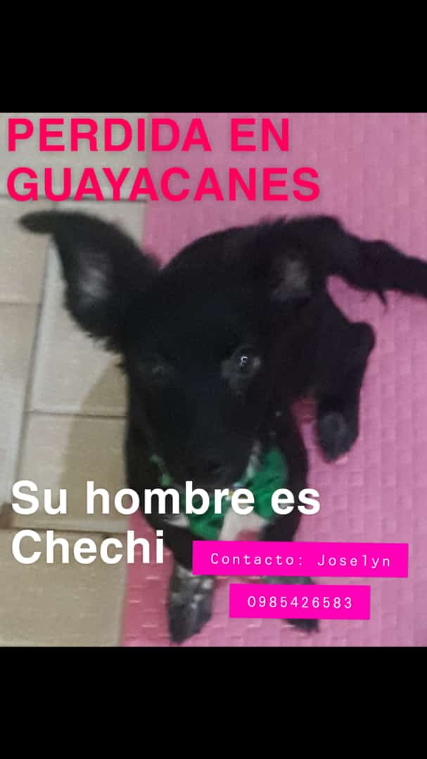 Chechi