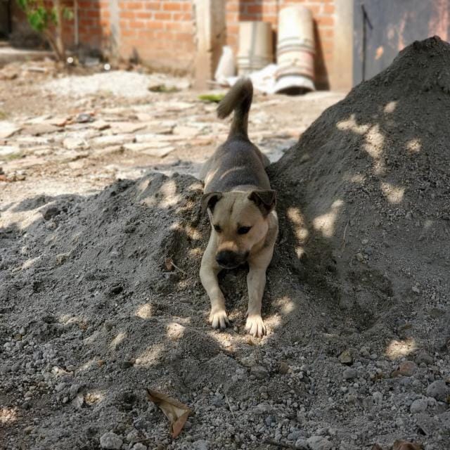 Hachiko entiende por hachy