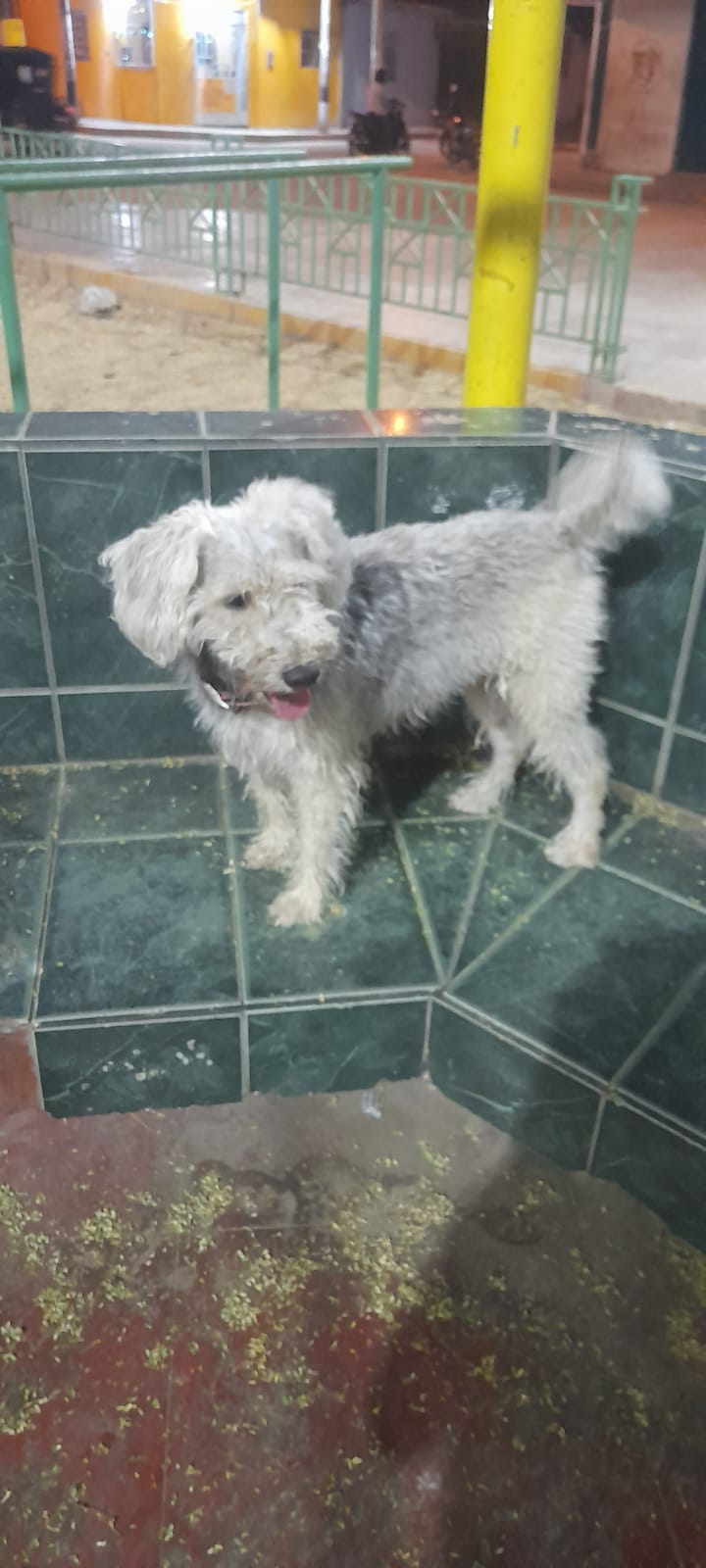TRIXI