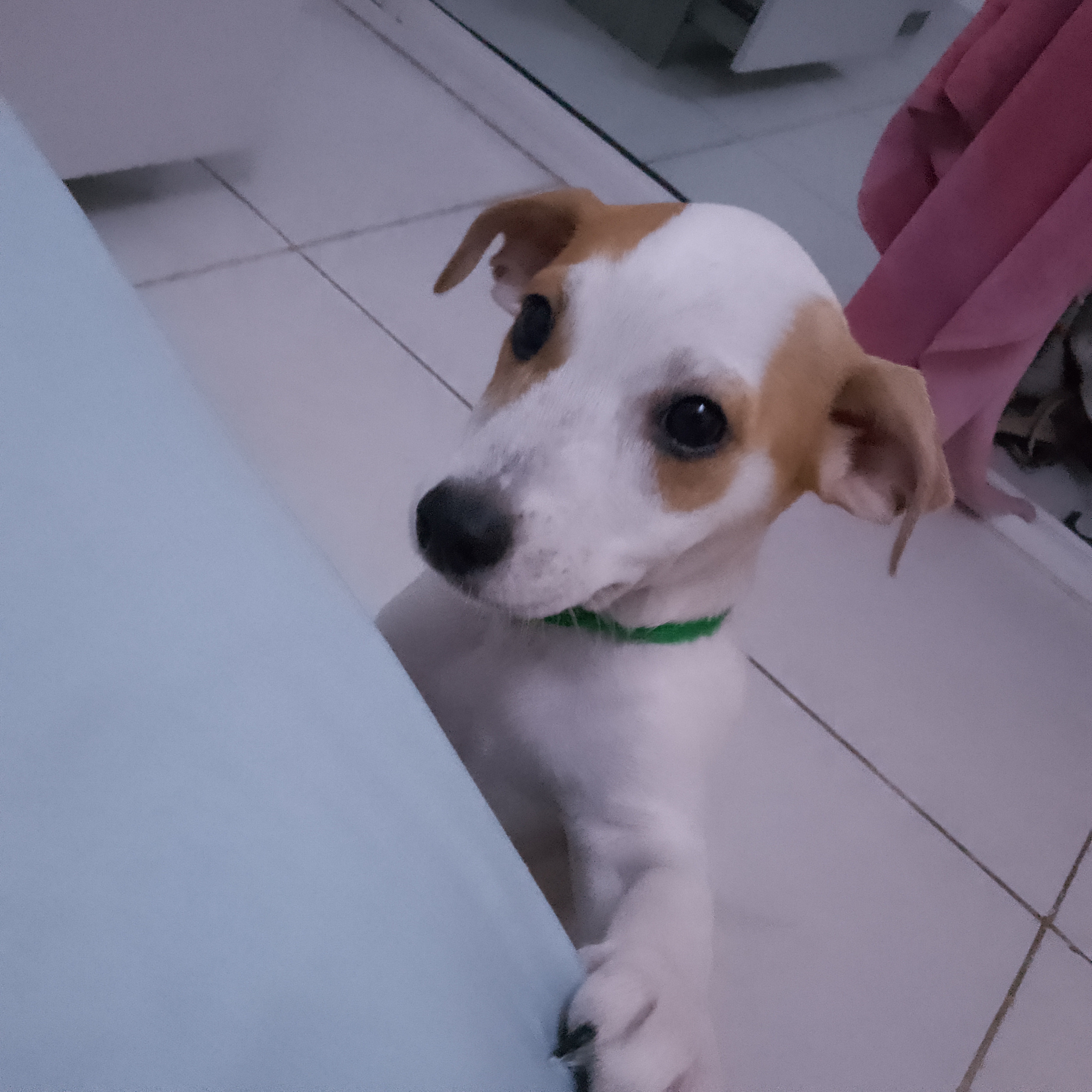 Milo