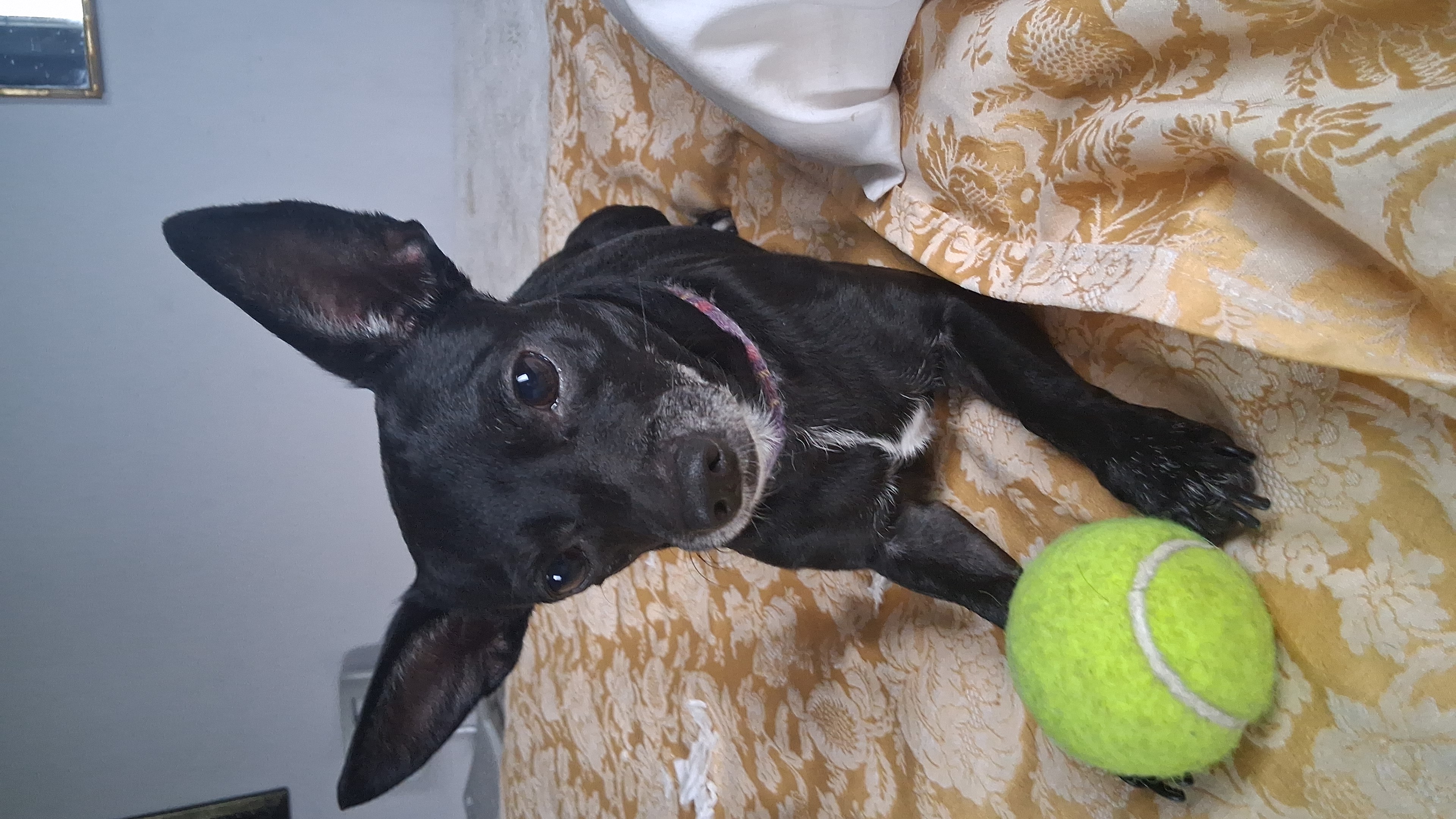 Oreo